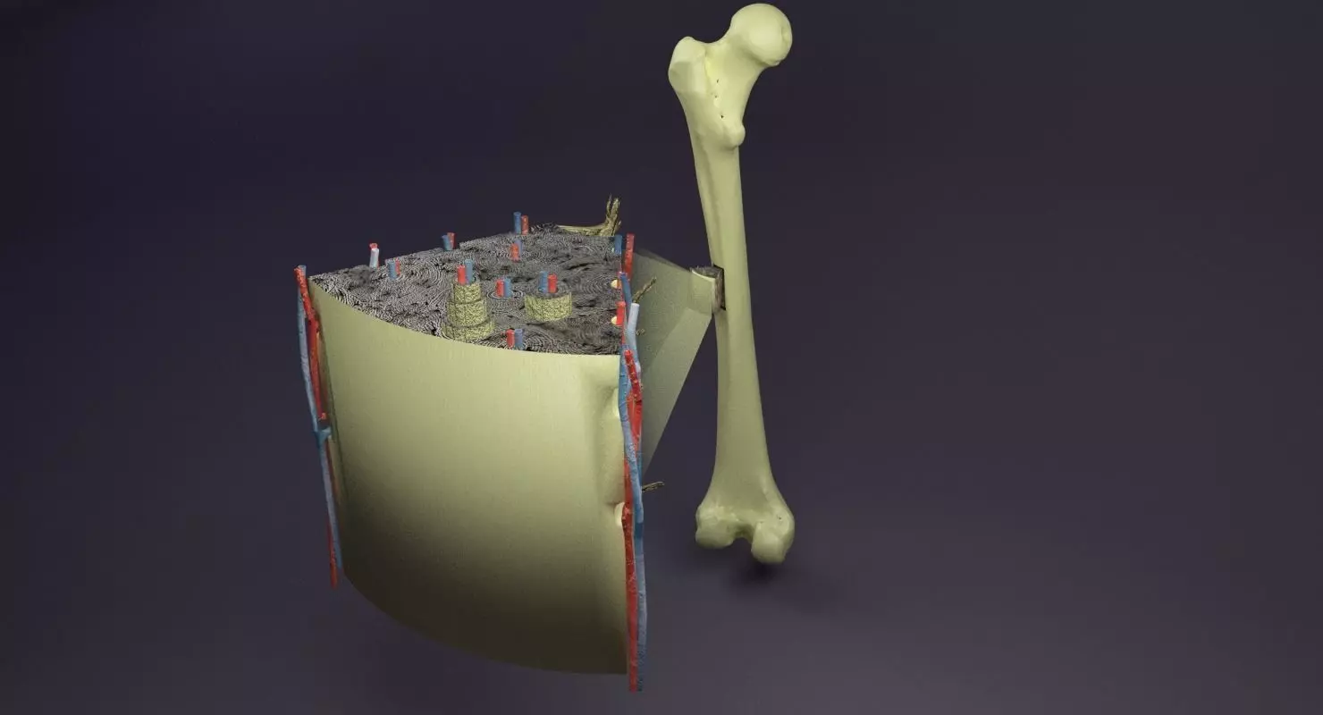 bone histology anatomy 3D model_0