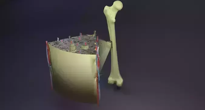 bone histology anatomy 3D model