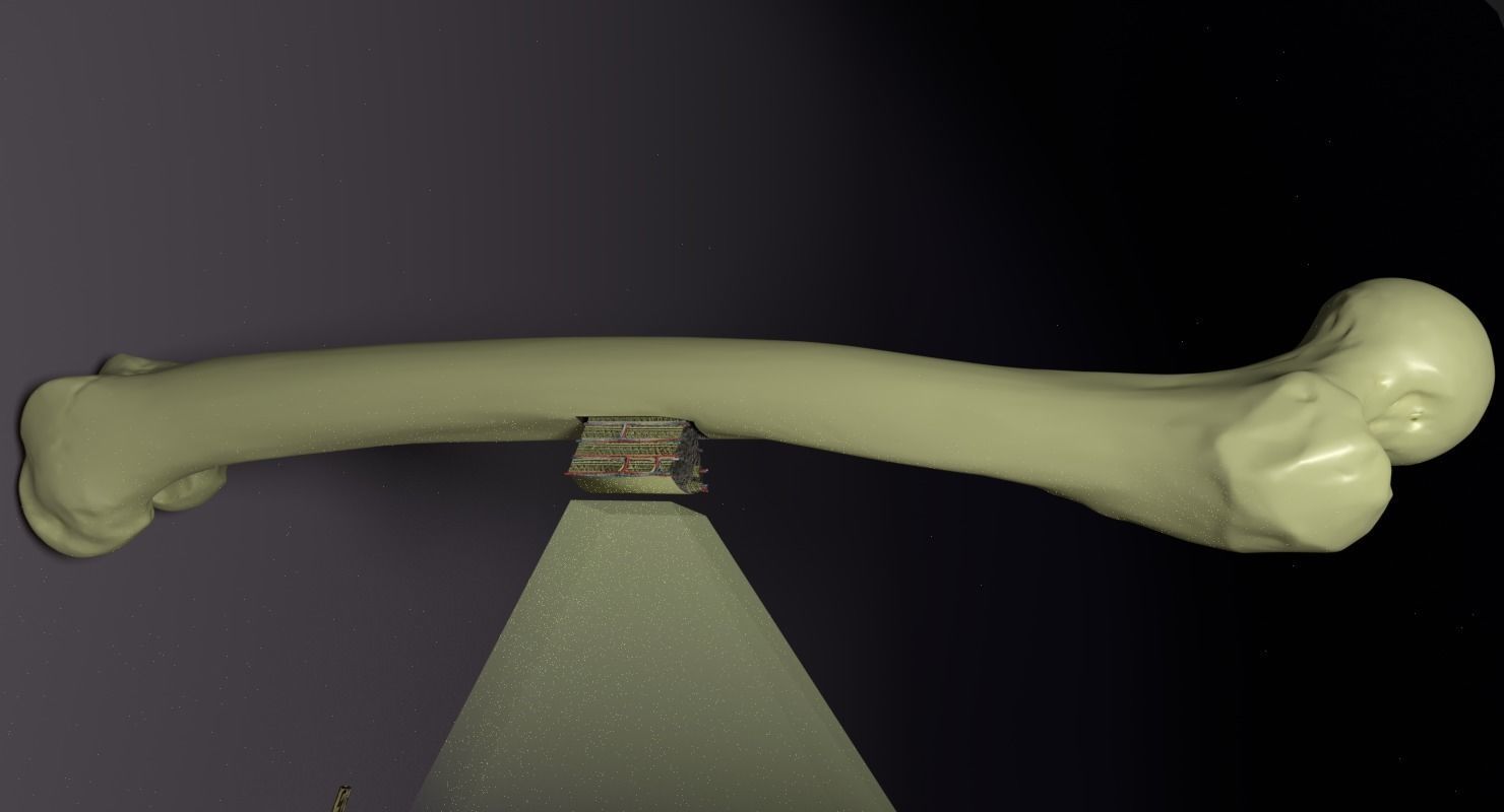 bone histology anatomy 3D model_6