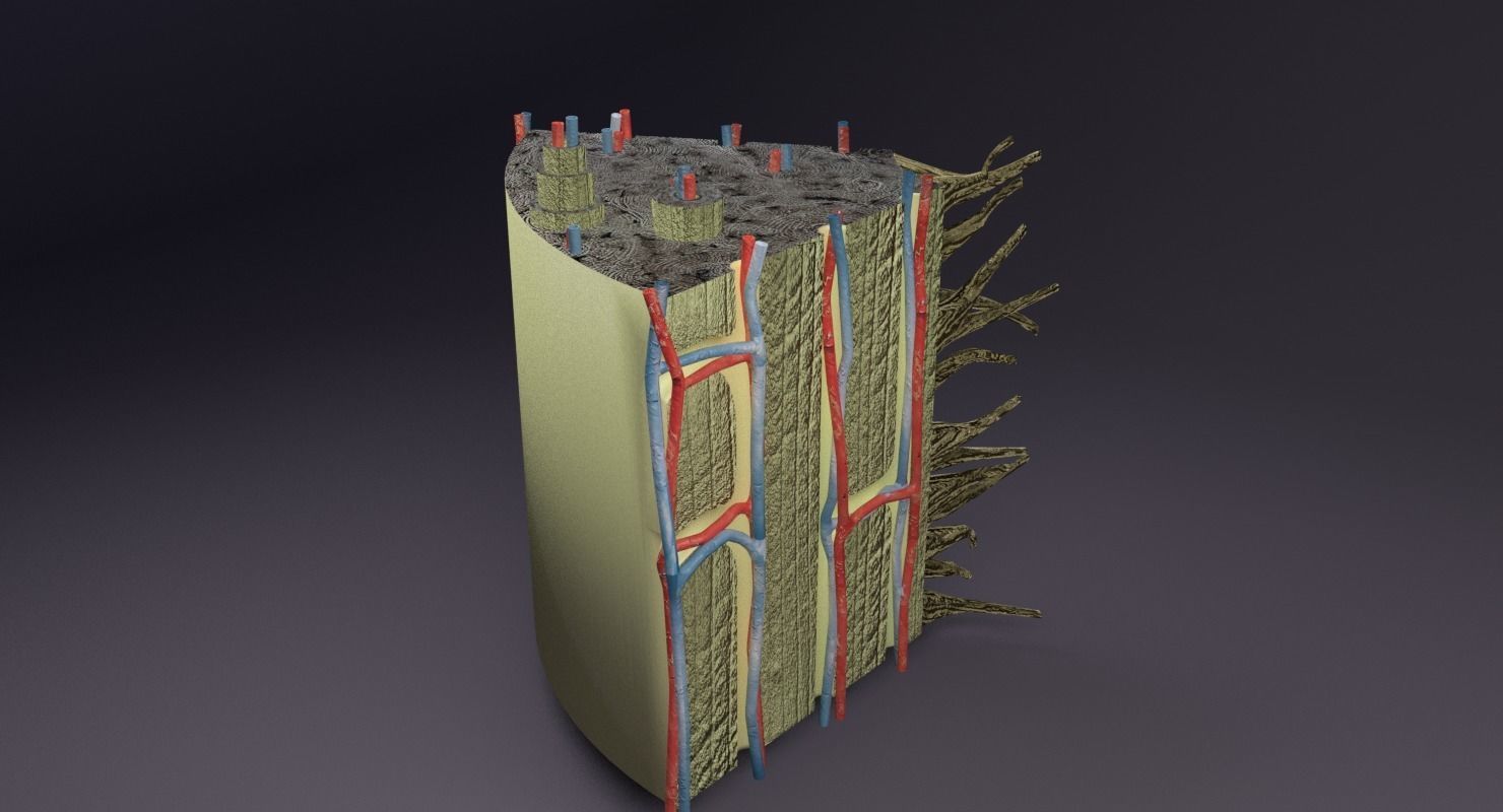 bone histology anatomy 3D model_29