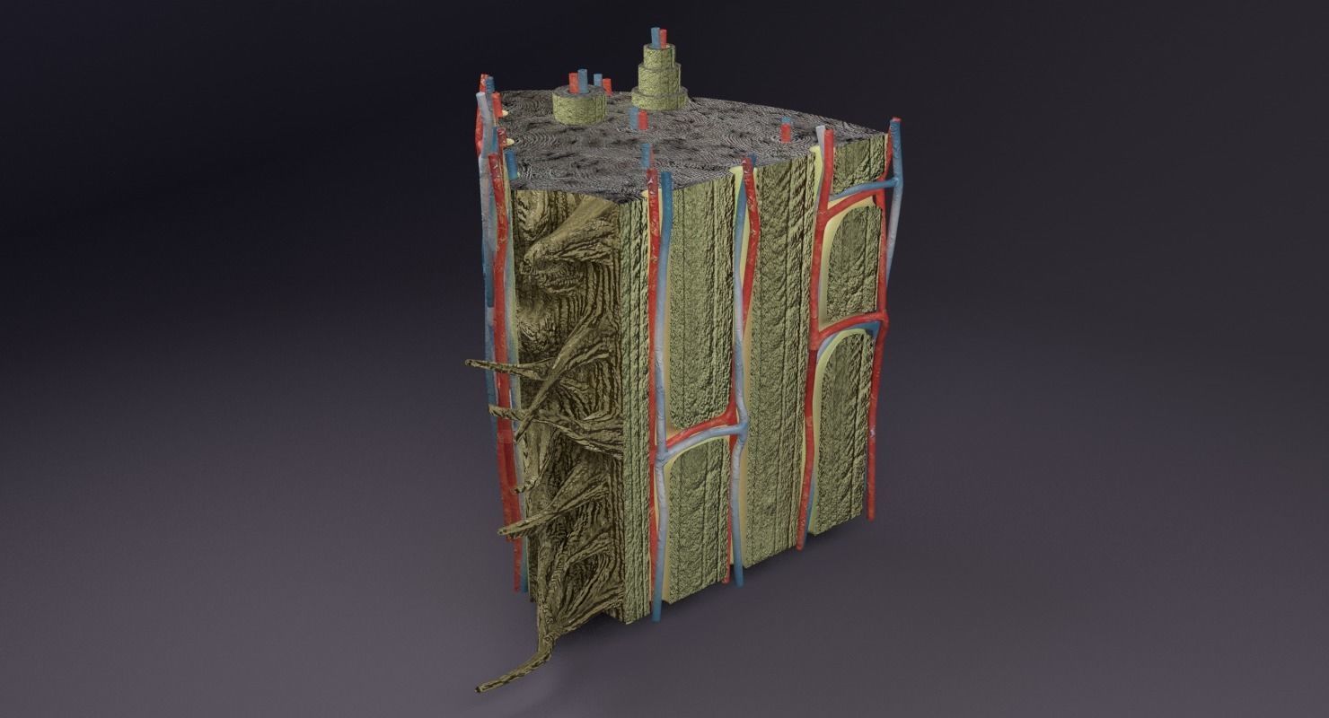 bone histology anatomy 3D model_28