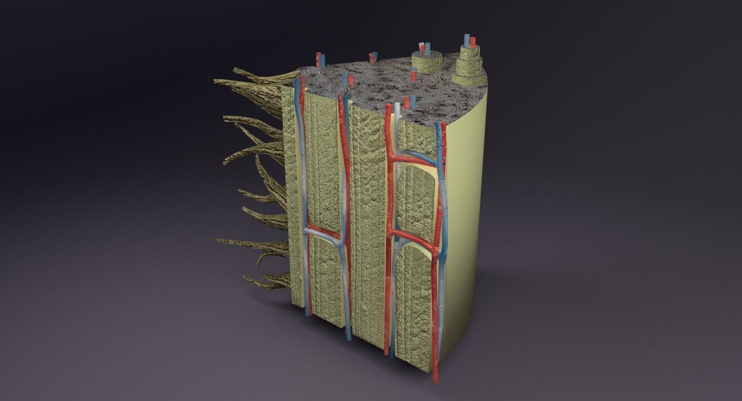 bone histology anatomy 3D model_30