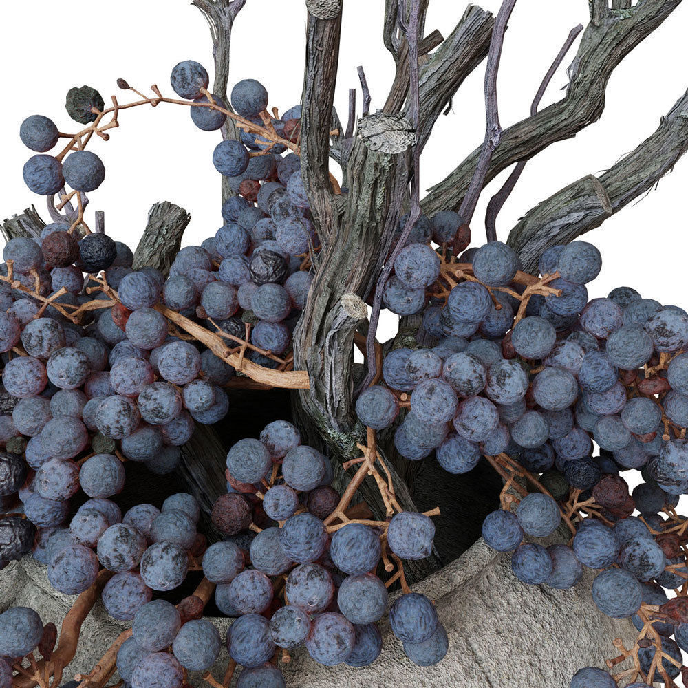 Decor dry grape in ceramic vase 3D model_3