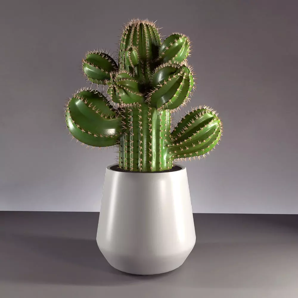 cactus in pot 3D model_0