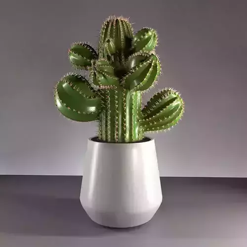 cactus in pot