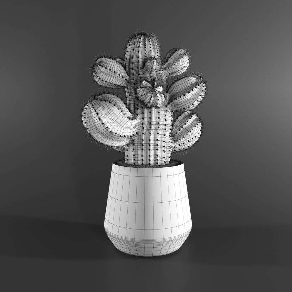 cactus in pot 3D model_1