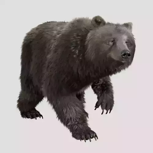 grizzly bear MODEL RIG 3D model