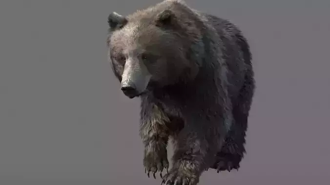 grizzly bear MODEL 3D model