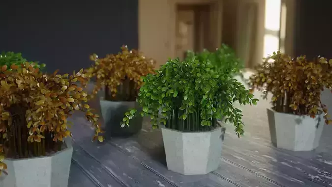 Ornamental plants in pots