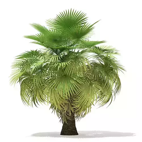 California Palm Tree 3D Model 5m