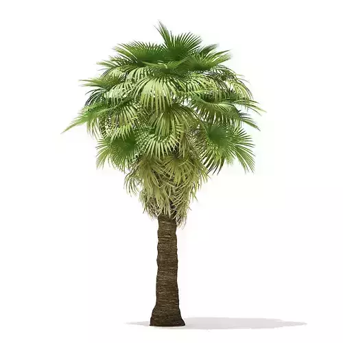 California Palm Tree 3D Model 7m
