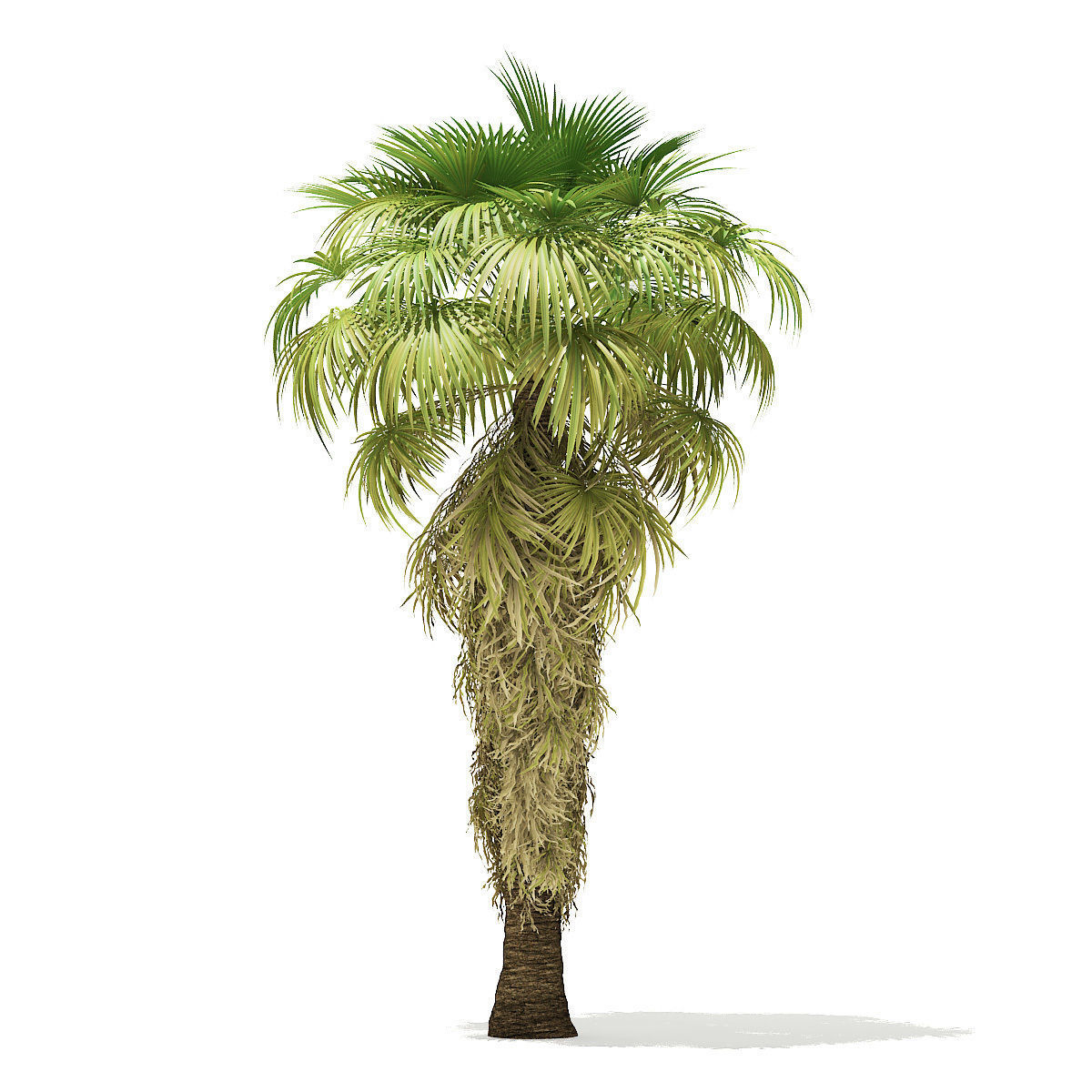 California Palm Tree 3D Model 8m 3D model_2