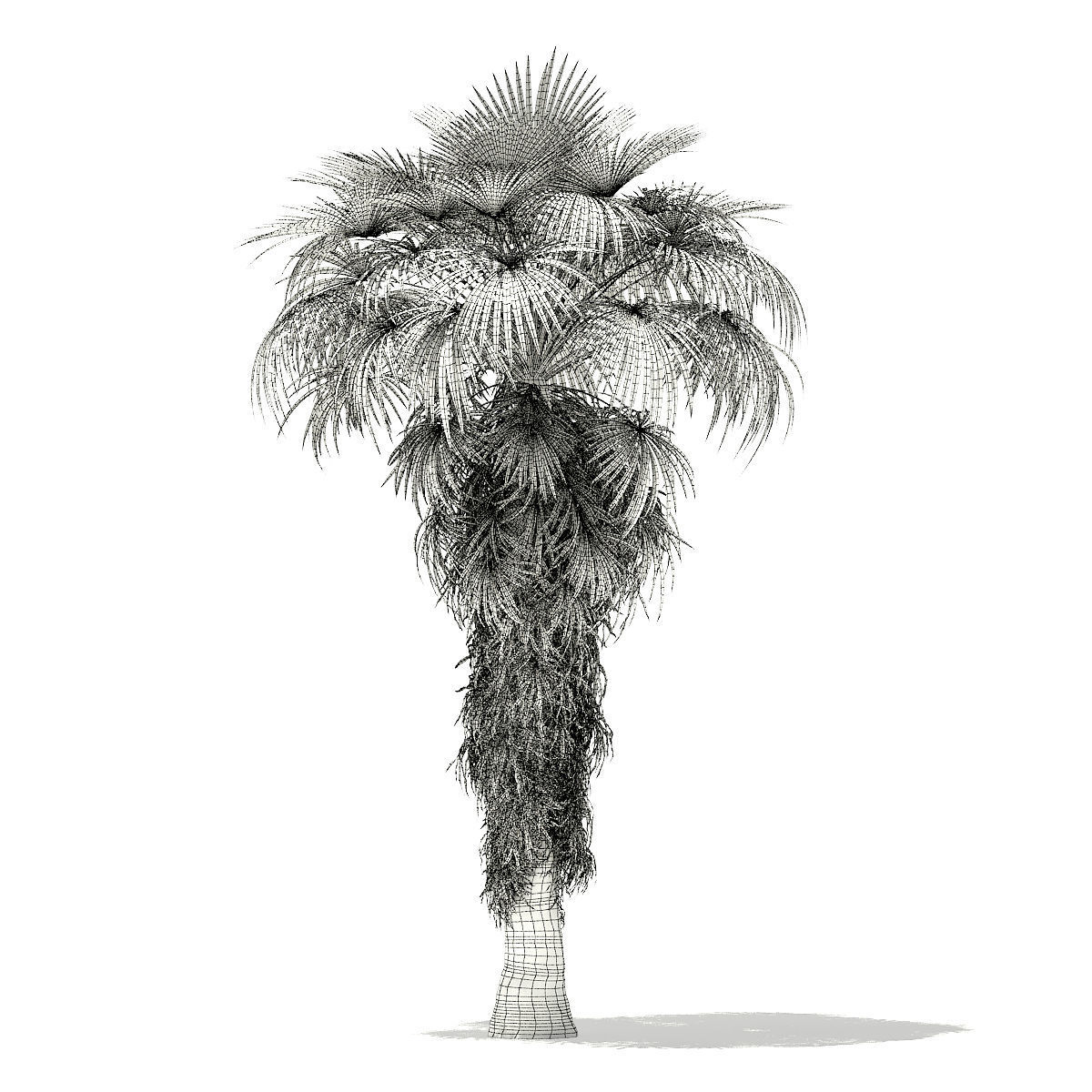 California Palm Tree 3D Model 8m 3D model_3