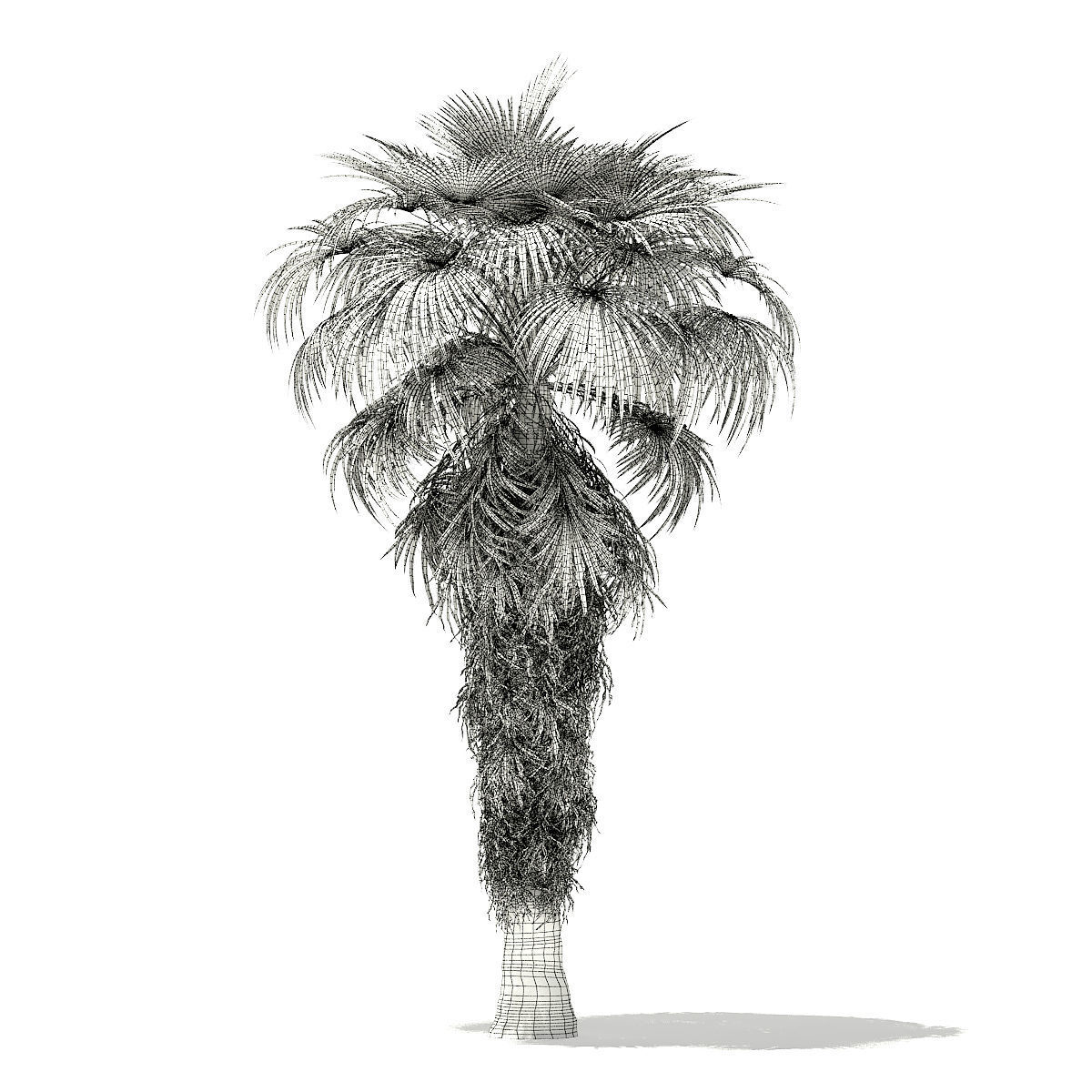 California Palm Tree 3D Model 8m 3D model_1