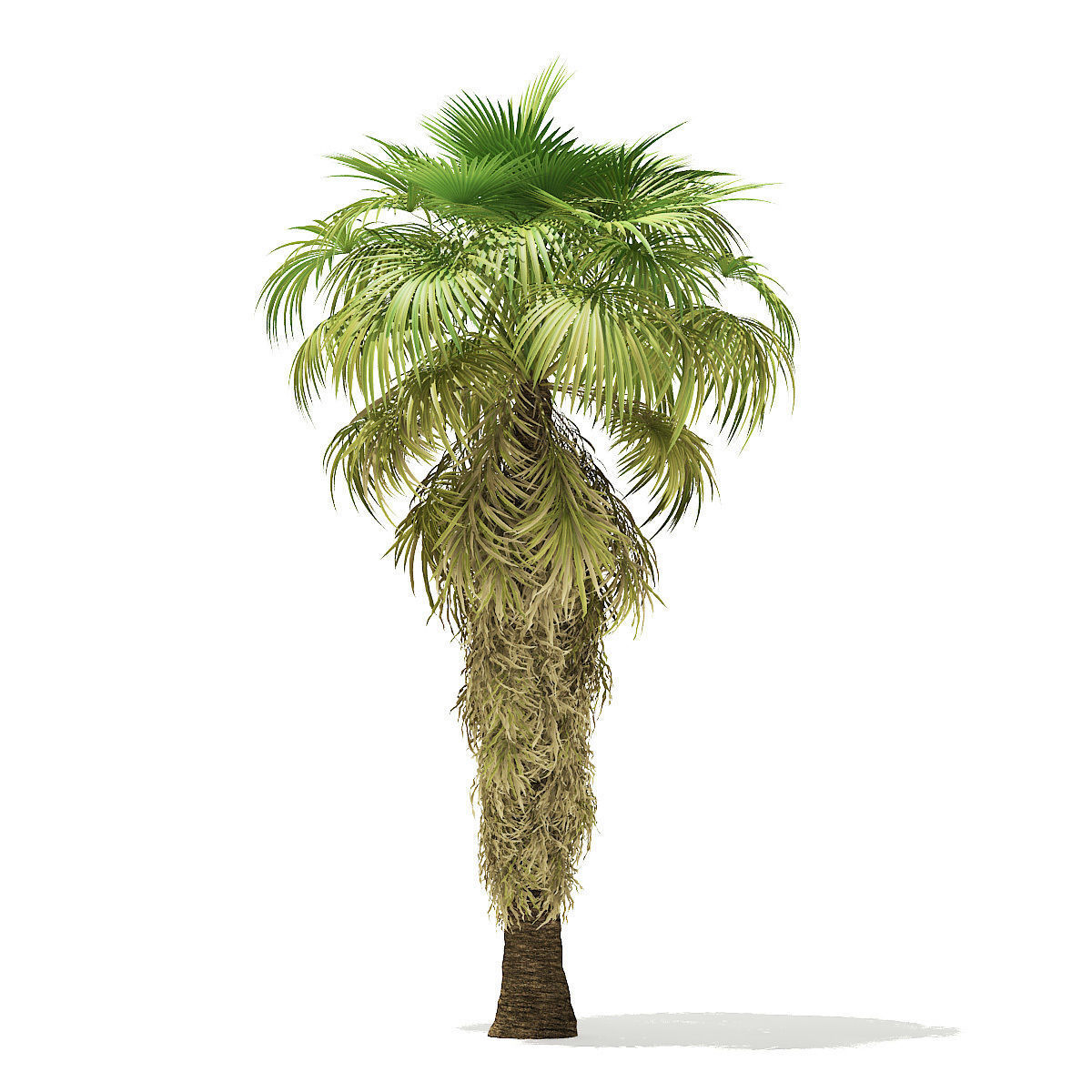 California Palm Tree 3D Model 8m 3D model_6