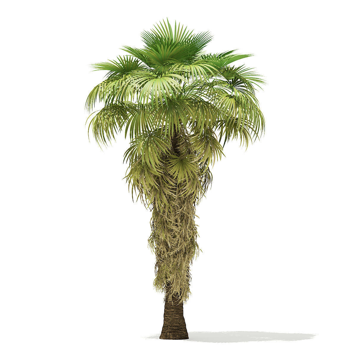 California Palm Tree 3D Model 8m 3D model_4