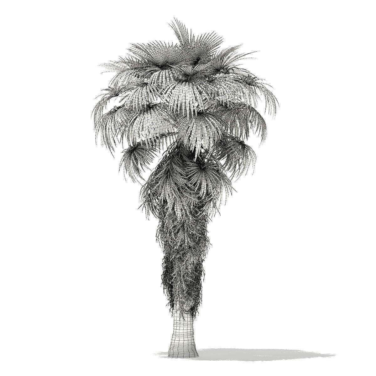 California Palm Tree 3D Model 8m 3D model_5