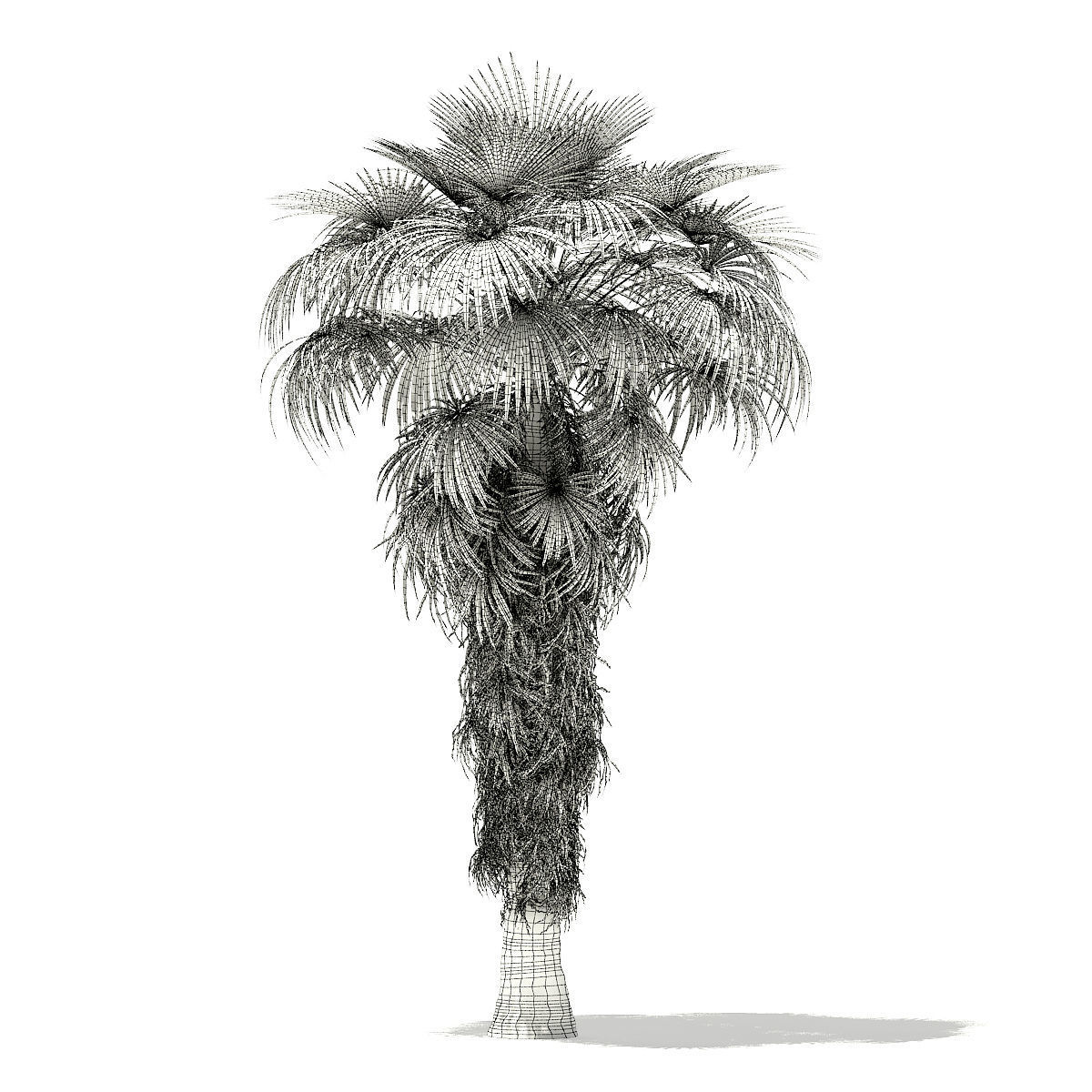 California Palm Tree 3D Model 8m 3D model_7