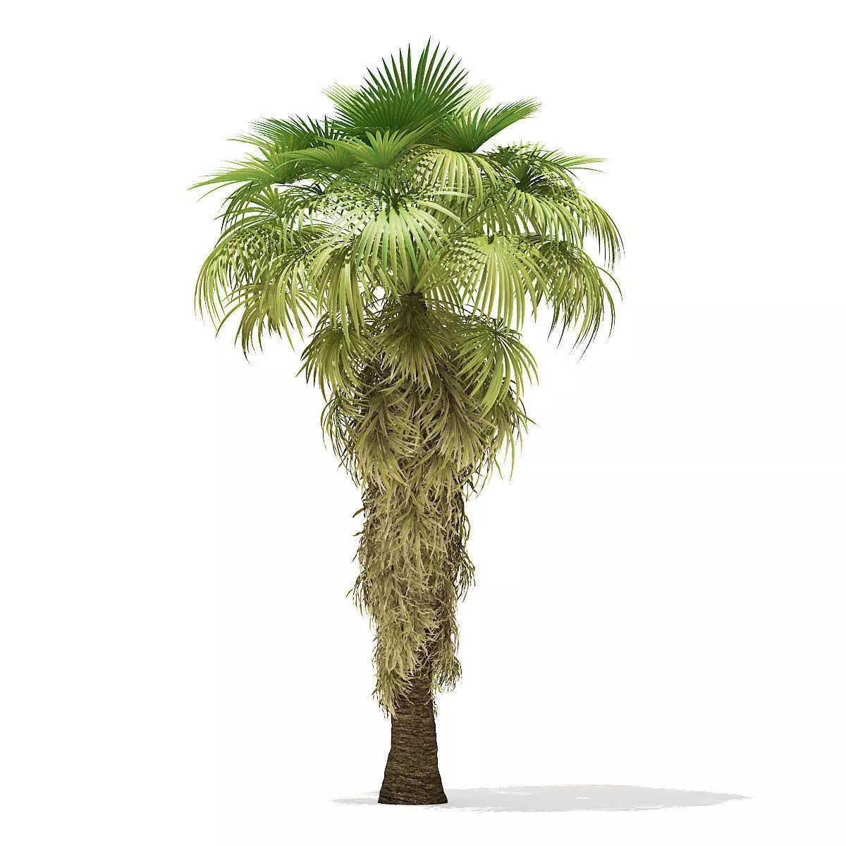 California Palm Tree 3D Model 8m 3D model_0