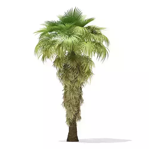 California Palm Tree 3D Model 8m 3D model