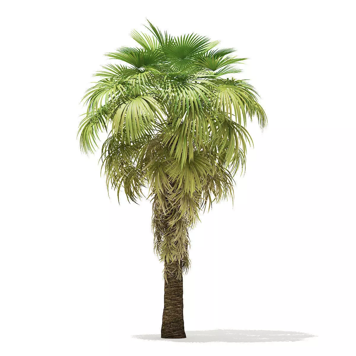 California Palm Tree 3D Model 6m 3D model_0