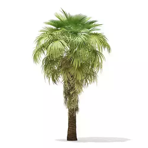 California Palm Tree 3D Model 6m