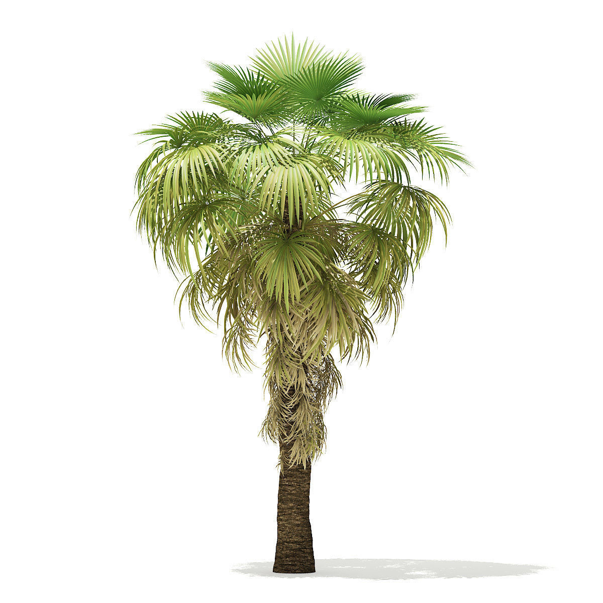 California Palm Tree 3D Model 6m 3D model_2