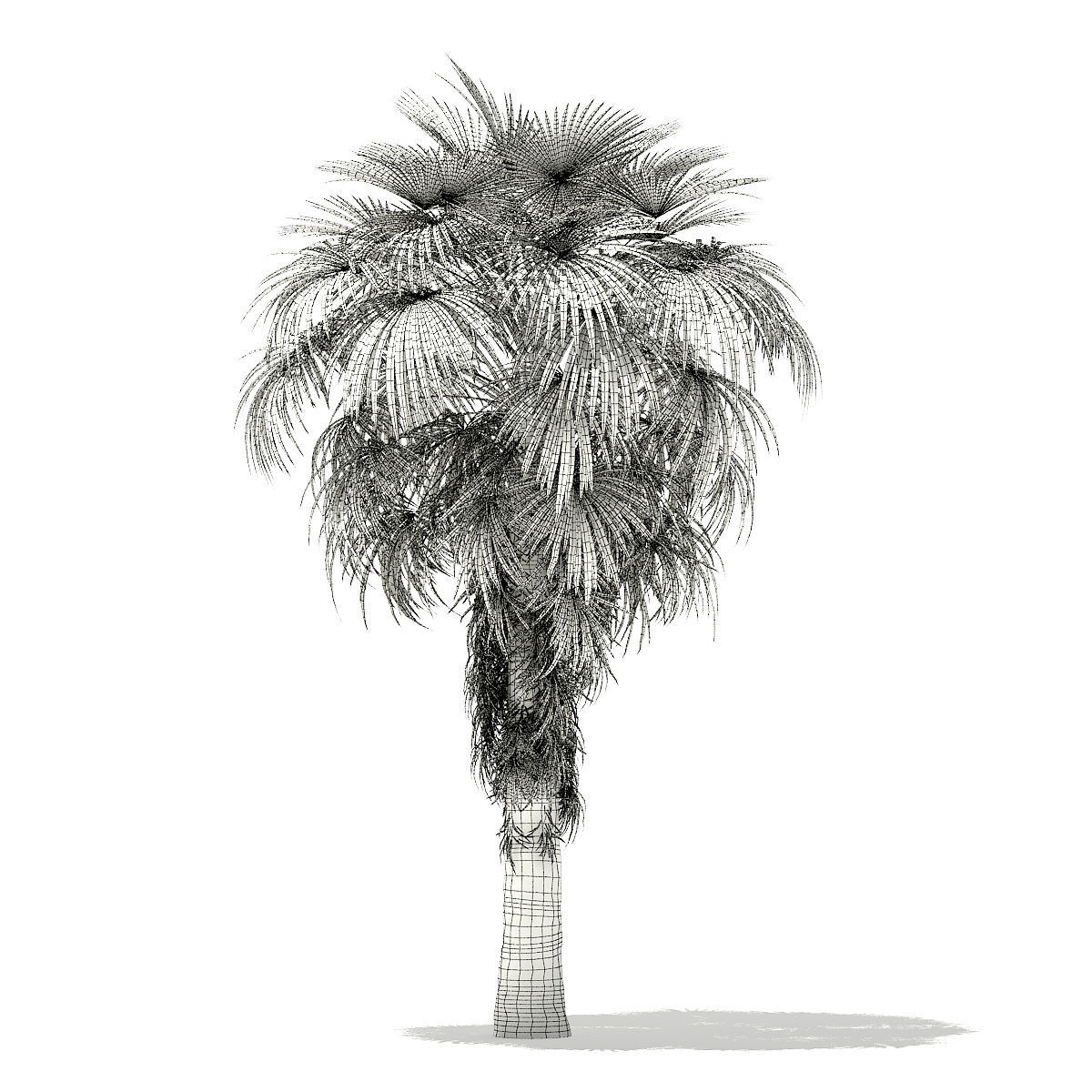 California Palm Tree 3D Model 6m 3D model_3
