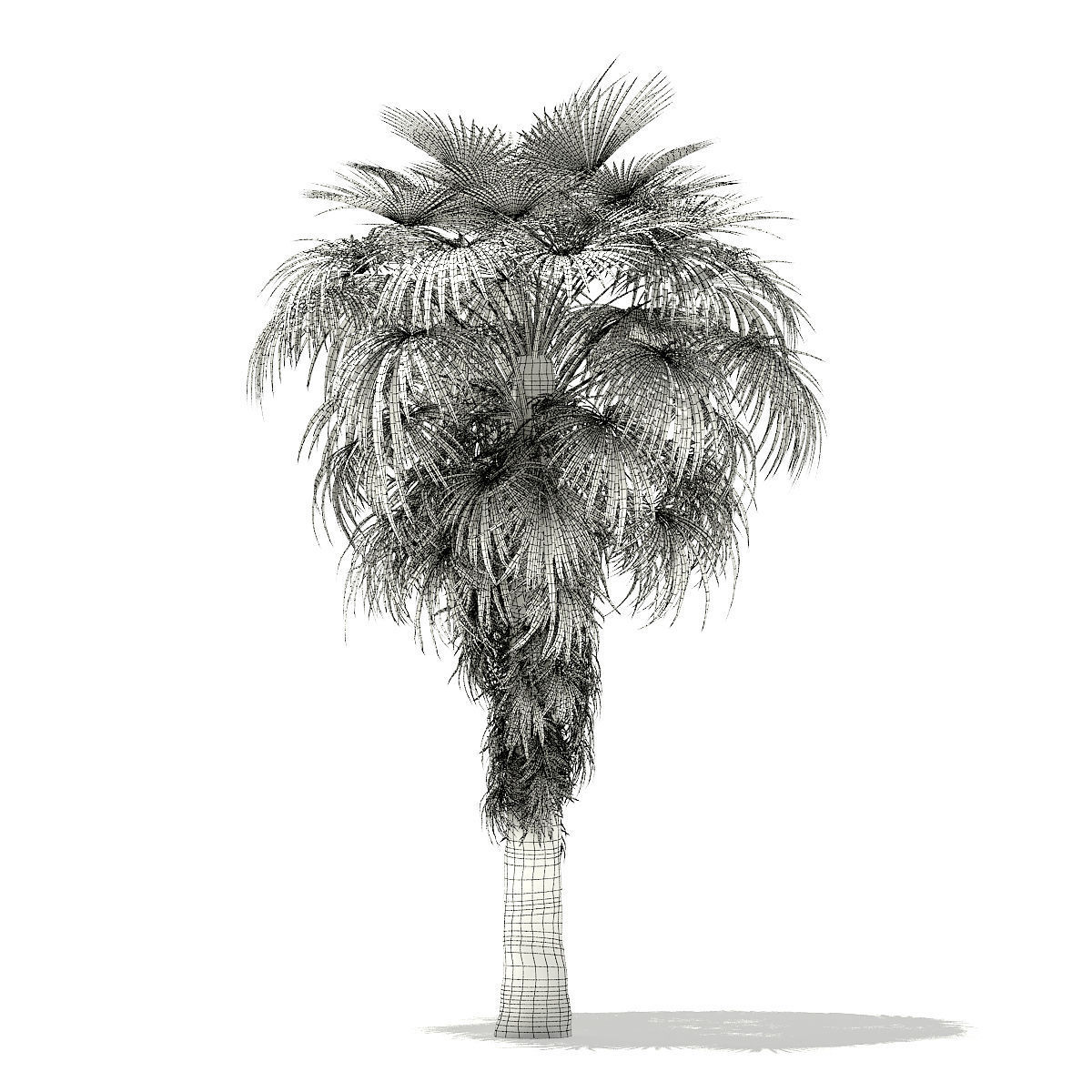 California Palm Tree 3D Model 6m 3D model_7