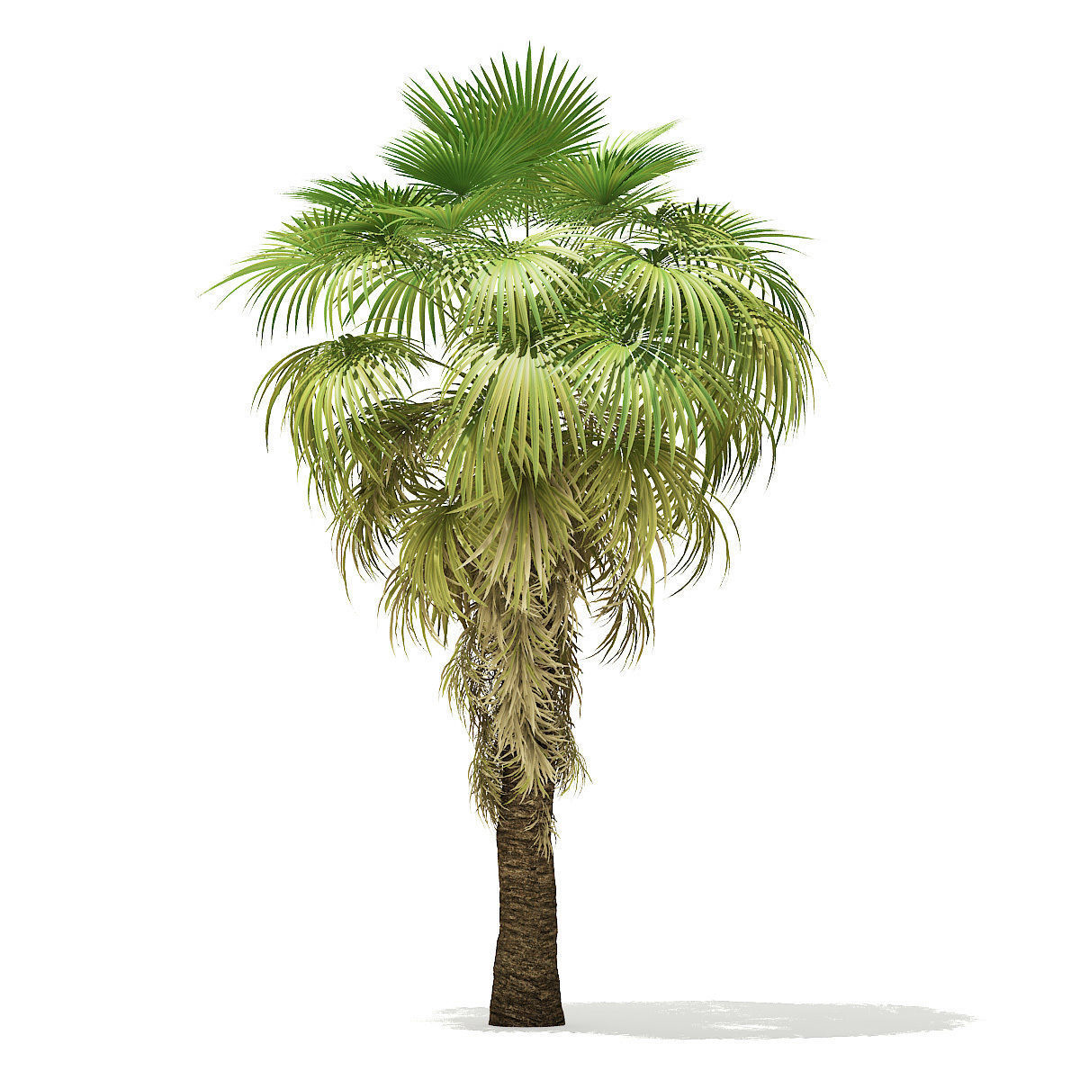 California Palm Tree 3D Model 6m 3D model_6
