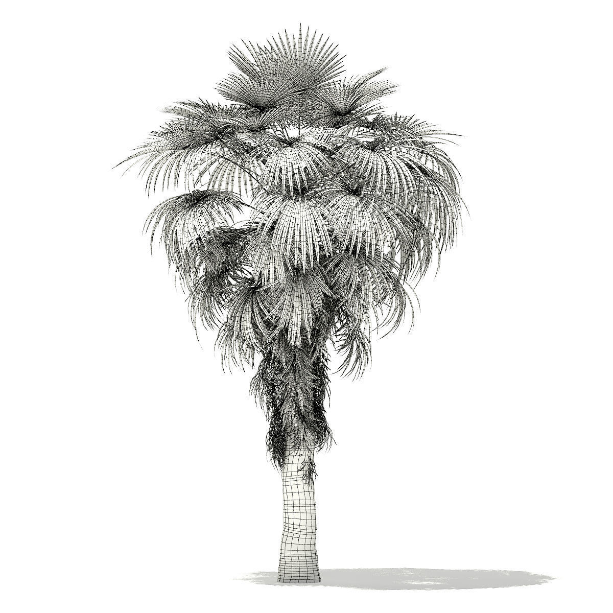 California Palm Tree 3D Model 6m 3D model_1