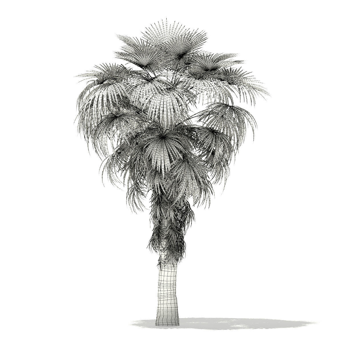California Palm Tree 3D Model 6m 3D model_5