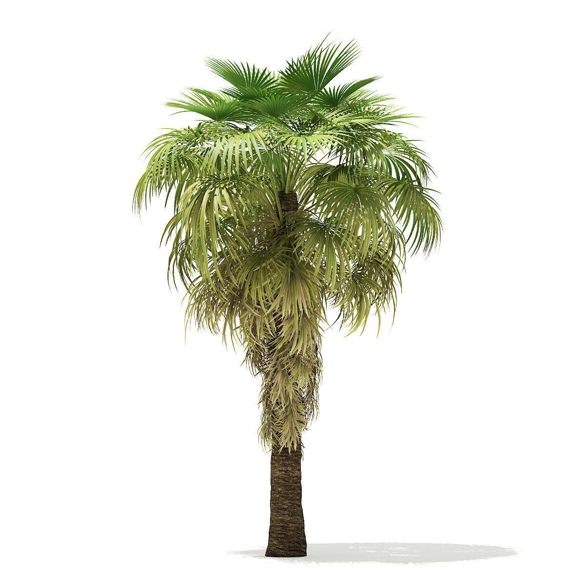 California Palm Tree 3D Model 6m 3D model_4