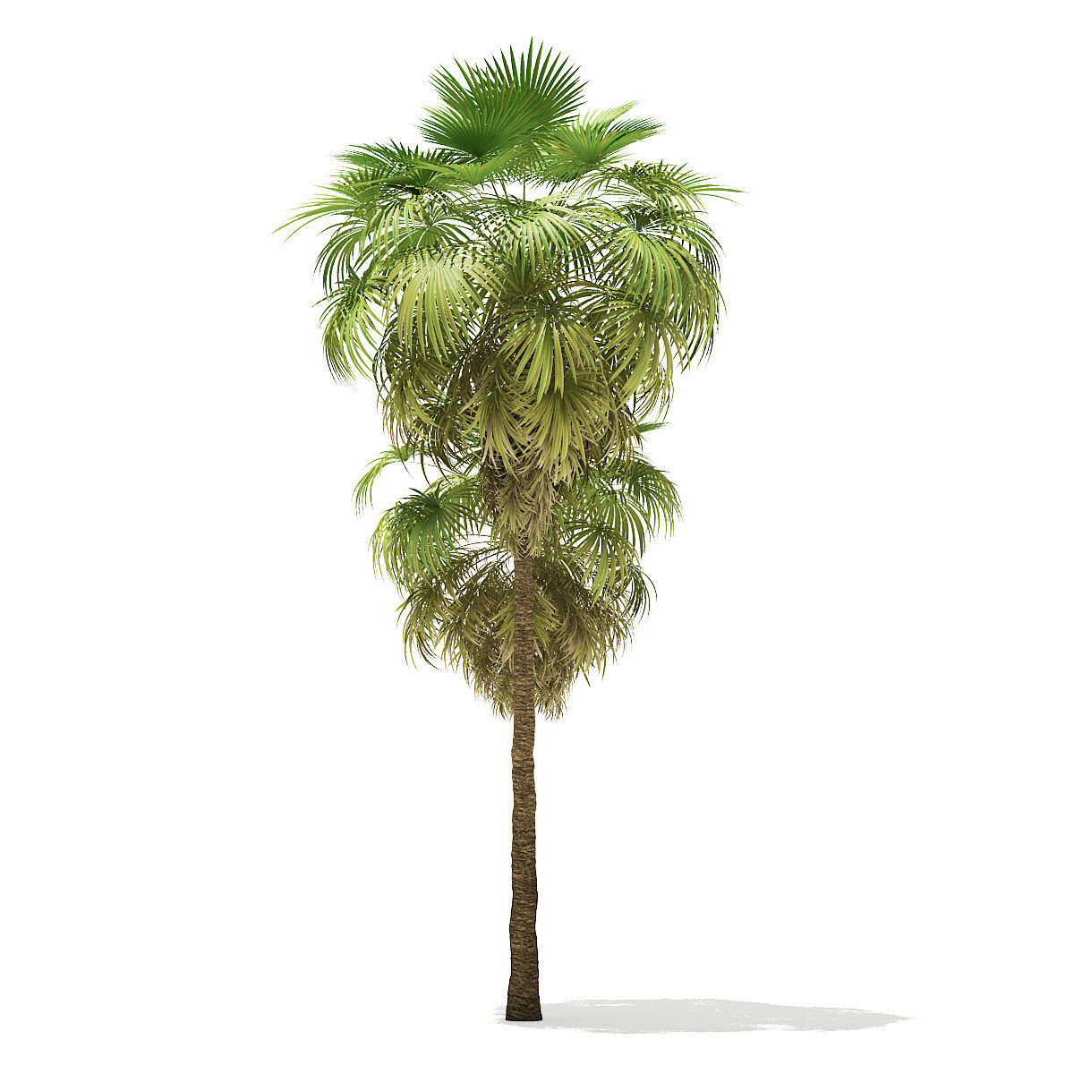 California Palm Tree 3D Model 10m 3D model_4
