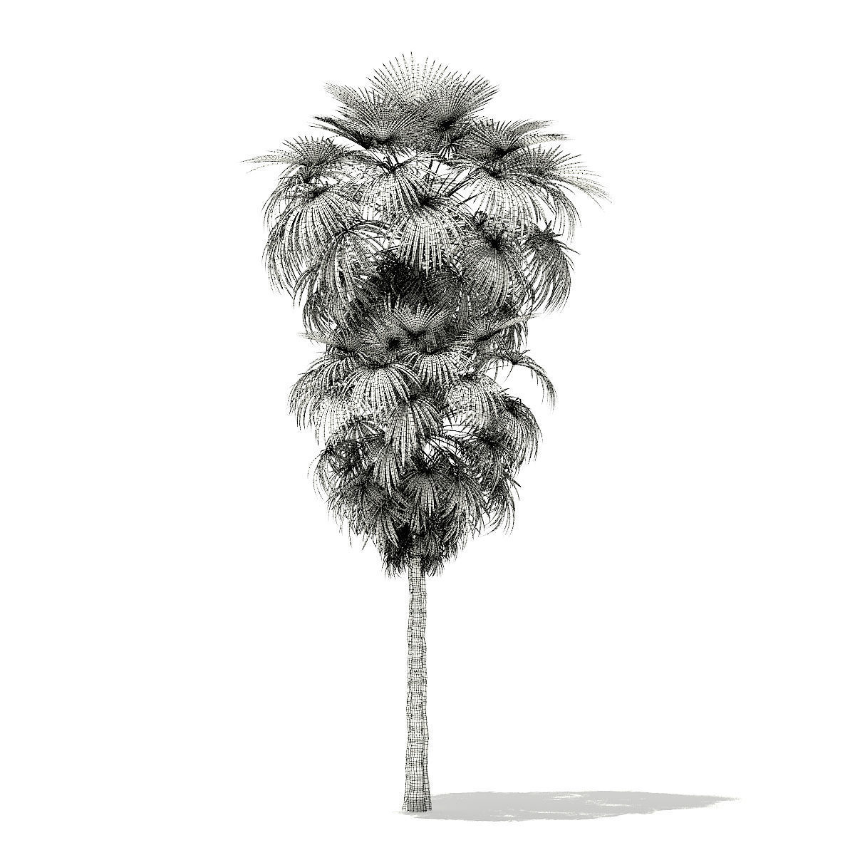 California Palm Tree 3D Model 10m 3D model_3