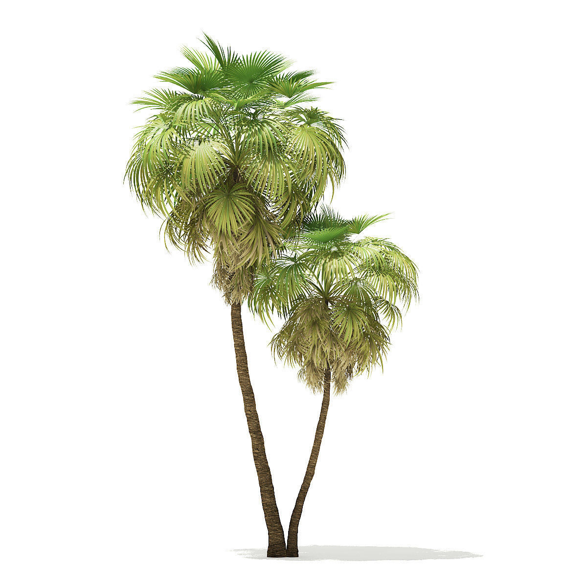 California Palm Tree 3D Model 10m 3D model_6