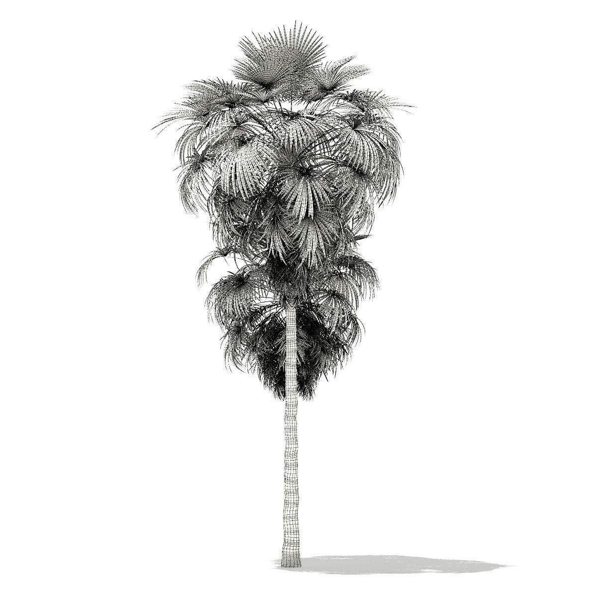 California Palm Tree 3D Model 10m 3D model_7