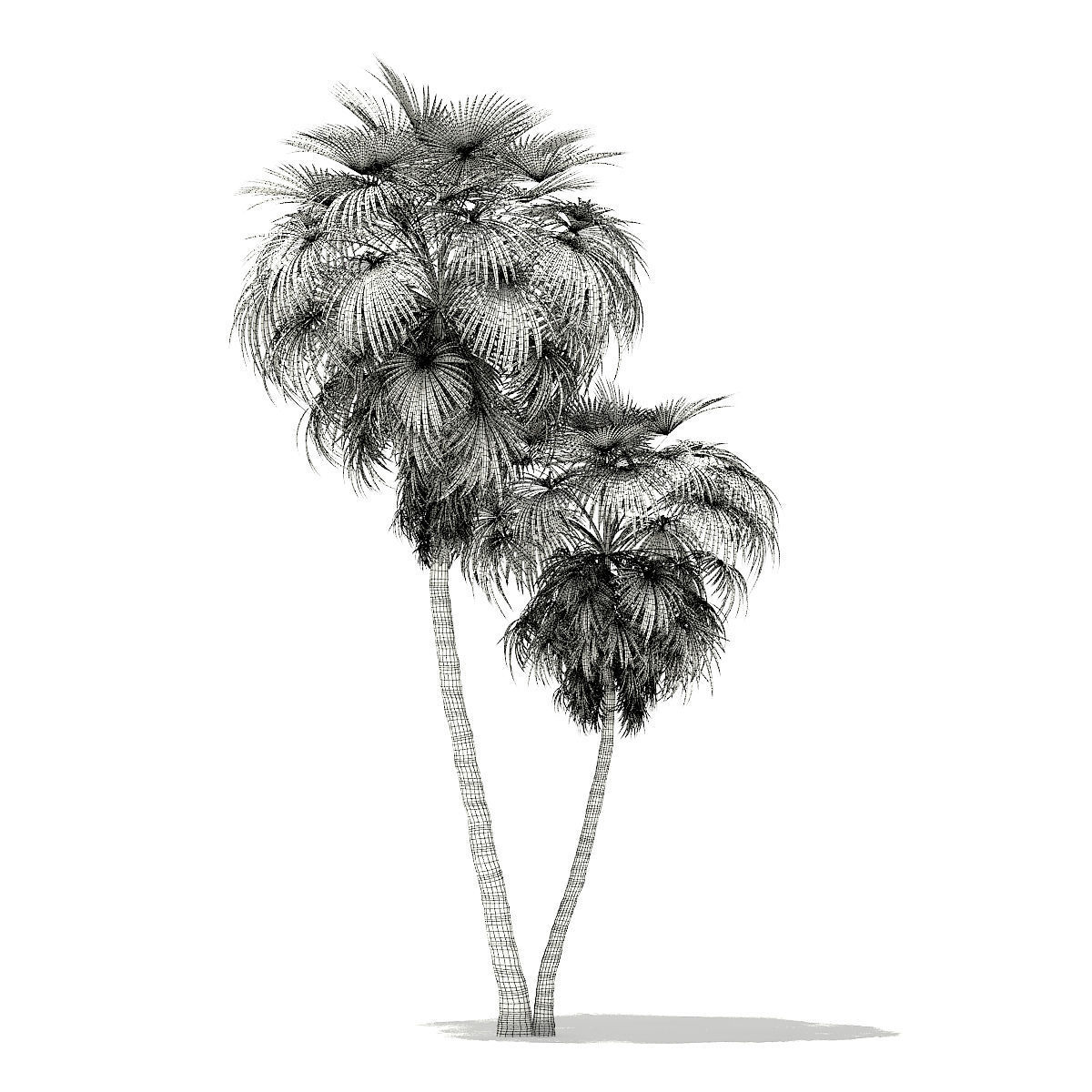 California Palm Tree 3D Model 10m 3D model_1