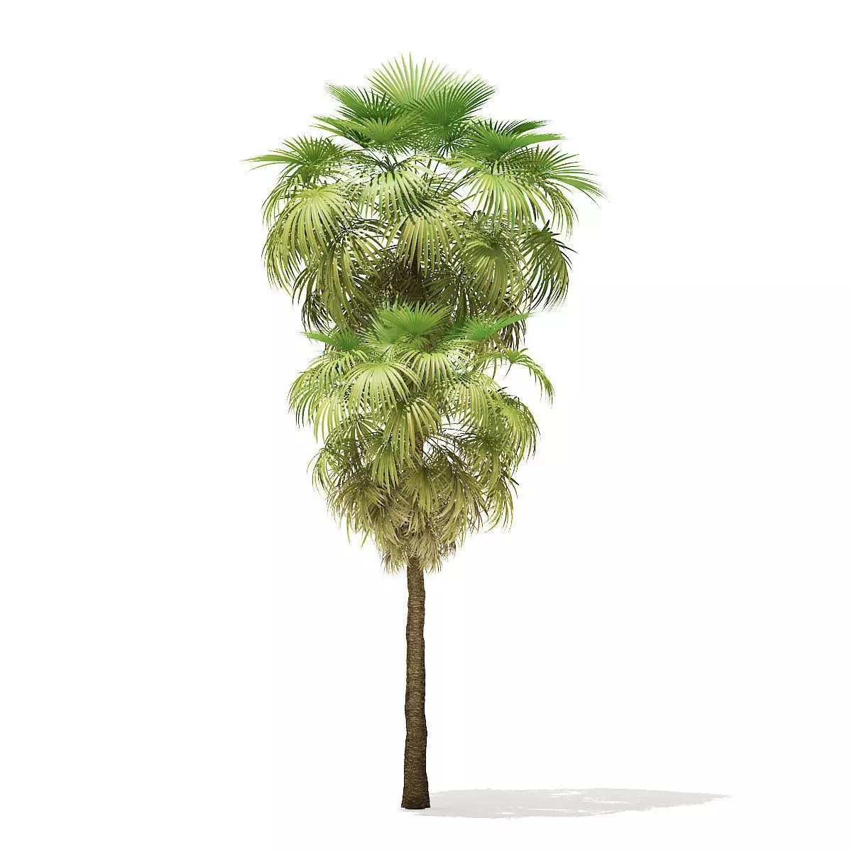 California Palm Tree 3D Model 10m 3D model_0