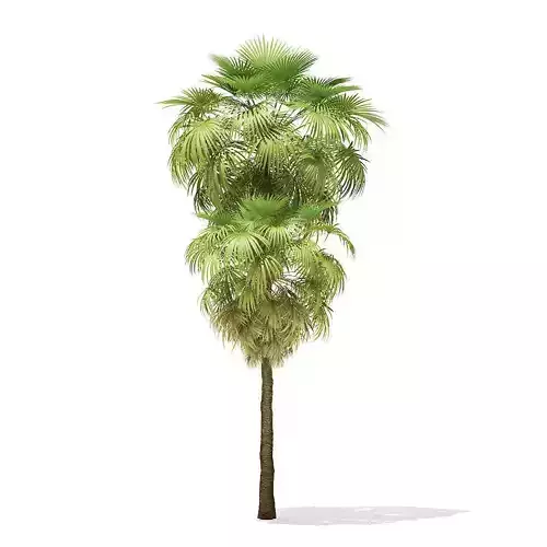 California Palm Tree 3D Model 10m