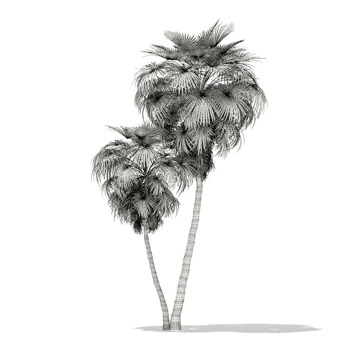 California Palm Tree 3D Model 10m 3D model_5