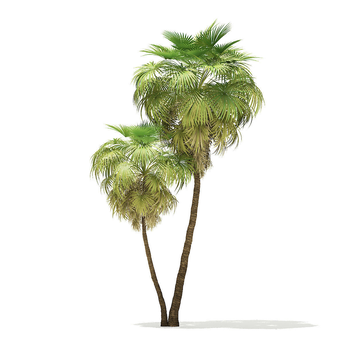 California Palm Tree 3D Model 10m 3D model_2