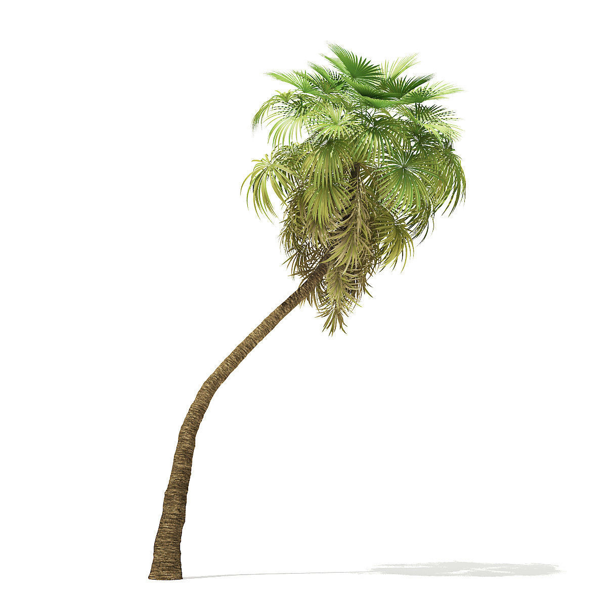 California Palm Tree 3D Model 10m 3D model_2