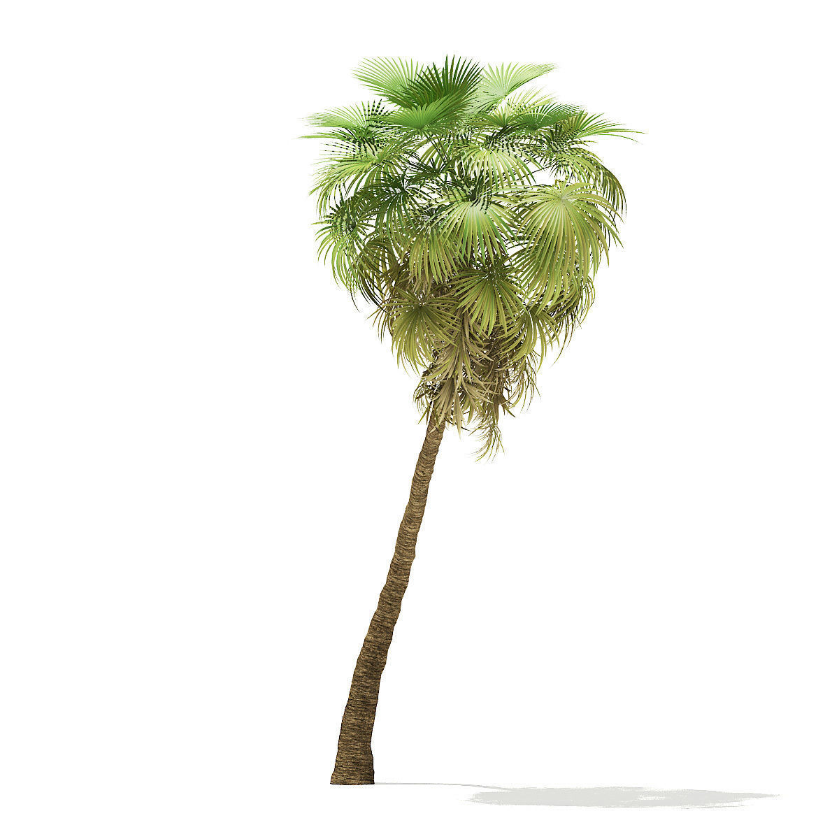 California Palm Tree 3D Model 10m 3D model_4