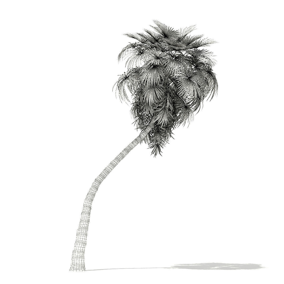 California Palm Tree 3D Model 10m 3D model_5