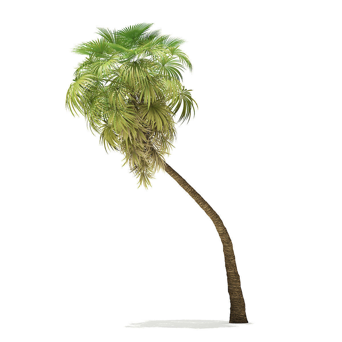 California Palm Tree 3D Model 10m 3D model_6