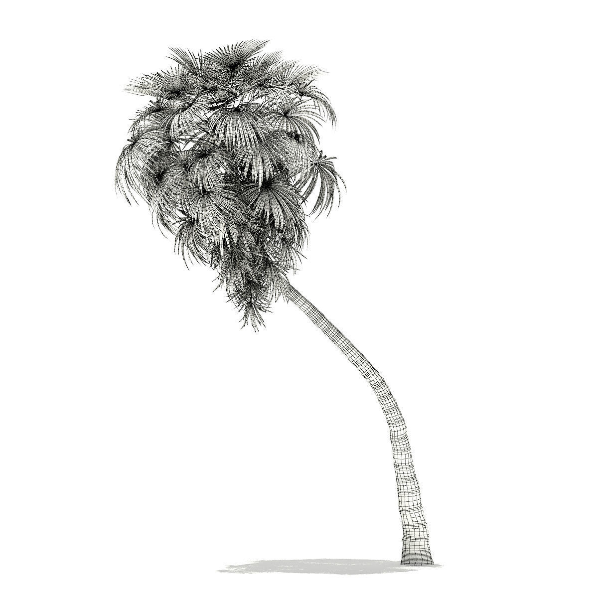 California Palm Tree 3D Model 10m 3D model_1