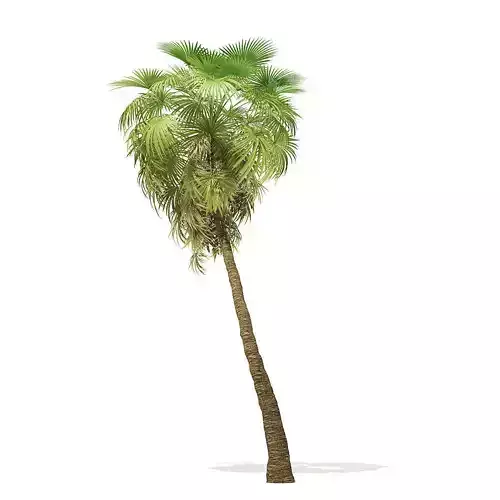 California Palm Tree 3D Model 10m