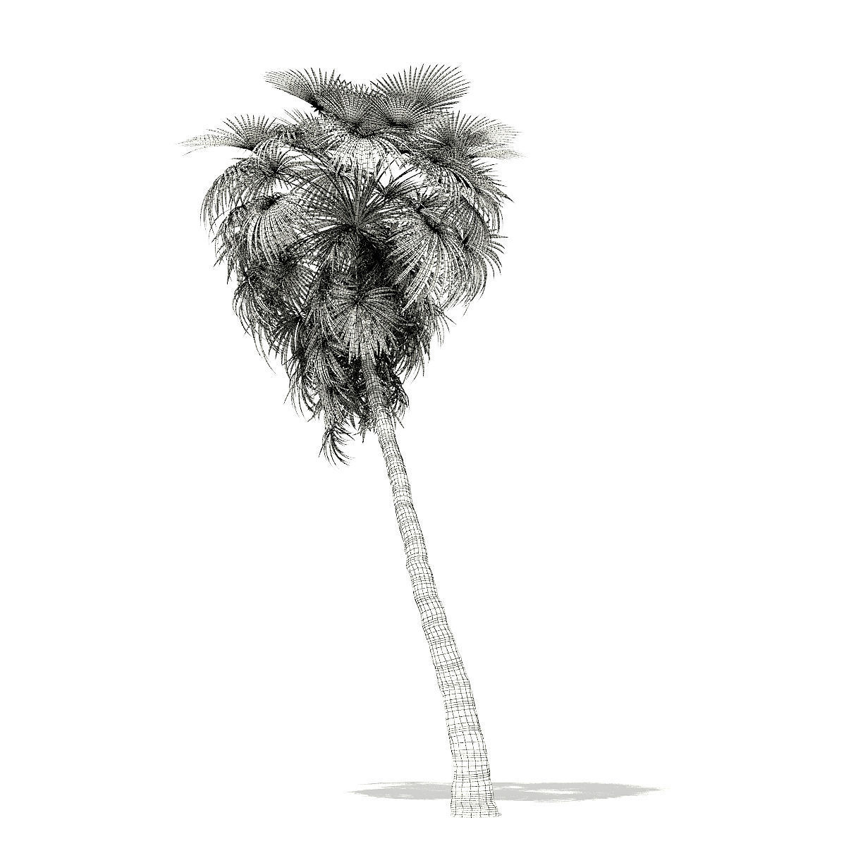 California Palm Tree 3D Model 10m 3D model_3