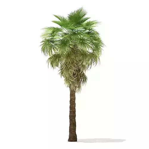 California Palm Tree 3D Model 7m